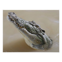 Crocodile australien Darwin d'eau salée Photos Sur Toile