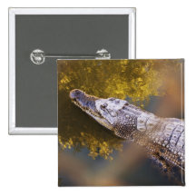 Crocodile in a Breeding Farm Button