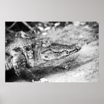 Crocodile in The Gambia Poster