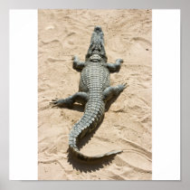 Crocodile posters