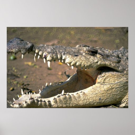 Crocodile Posters