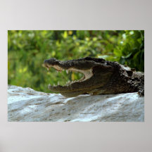 crocodile print