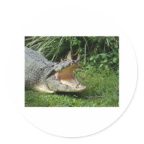 Crocodile Stickers