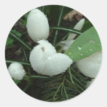 crocus,番红花 sticker
