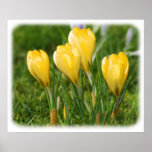 Crocus 8P33D-15 Posters