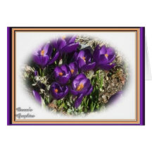 Crocus Beauty Cards