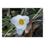Crocus blanc simple carte de vœux