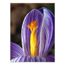 Crocus Blossom - Fine Art Print Photo