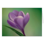 crocus greeting card