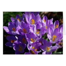 Crocus Card