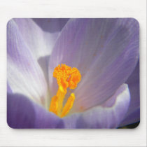 crocus centre close up