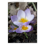 Crocus de lavande dans les ombres cartes de vœux