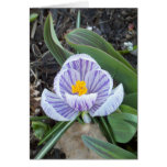 Crocus et feuille pourpres rayés carte