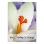 Crocus Flower in Early Spring Card