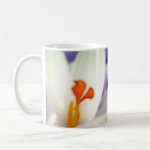 Crocus Flower in Early Spring Mugs