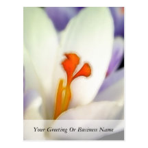 Crocus Flower in Early Spring Post Card