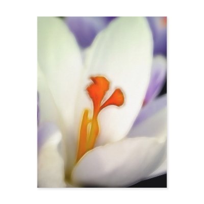 Crocus Flower in Early Spring Postcard by Pretty_World