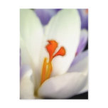 Crocus Flower in Early Spring postcards