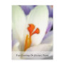 Crocus Flower in Early Spring Post Card