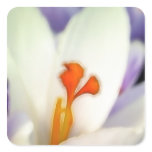 Crocus Flower in Early Spring Sticker