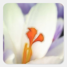 Crocus Flower in Early Spring Sticker