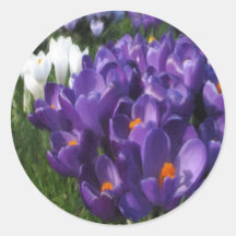 Crocus Flowers Painterly Round Stickers