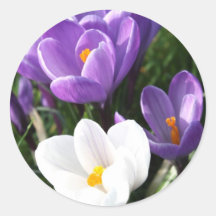 Crocus flowers round sticker