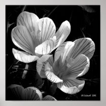 Crocus in Black and White Poster