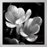Crocus in Black and White Poster