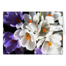 Crocus in White and Purple Card