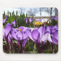 Crocus mousepad