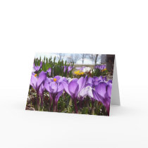 Crocus notecard
