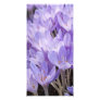 Crocus Photo Card