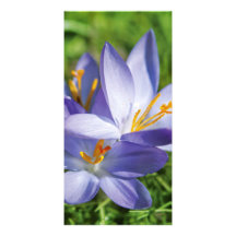 Crocus Photo Card