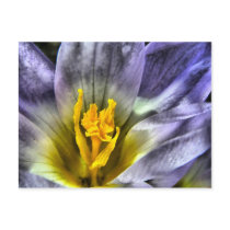 Crocus Post Cards