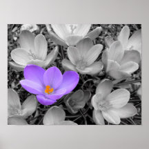 Crocus Print