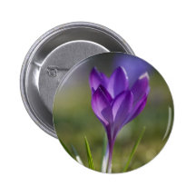 Crocus pourpre DSC0704 Badges Avec Agrafe
