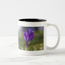 Crocus pourpre DSC0704 Tasses À Café