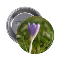 Crocus pourpre DSC5082 Badge