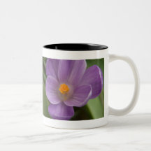 Crocus pourpre PICT5930 Mug