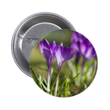 Crocus pourpres DSC0702 Badge Avec Épingle