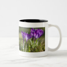 Crocus pourpres DSC0702 Tasse