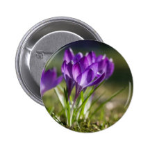 Crocus pourpres DSC0703 Pin's