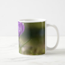 Crocus pourpres DSC0703 Tasse