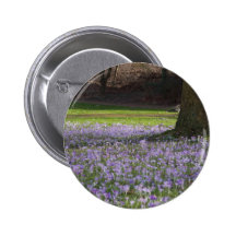 Crocus pourpres DSC5434 Badges Avec Agrafe