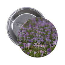 Crocus pourpres DSC5438 Badges
