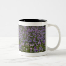 Crocus pourpres DSC5438 Tasse