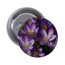 Crocus pourpres DSC5448 Badge