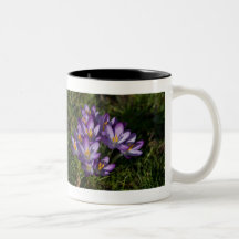Crocus pourpres DSC5449 Mugs À Café