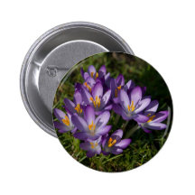 Crocus pourpres DSC5449 Pin's